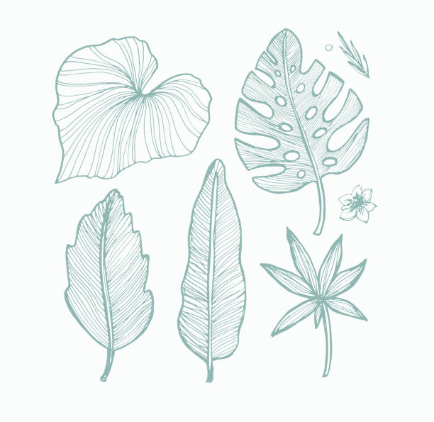 trendige handgezeichnete doodle tropische blattblätter musterhintergrund. - heliconia stock-grafiken, -clipart, -cartoons und -symbole