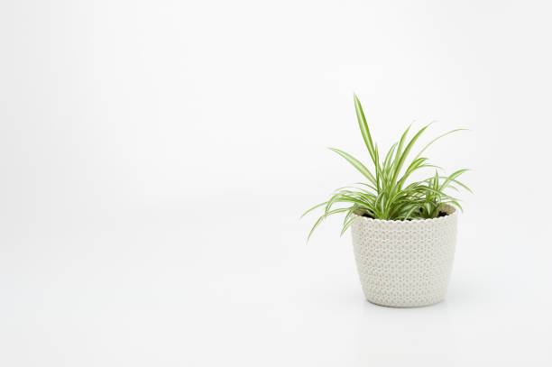 istock care for houseplants 1450012081