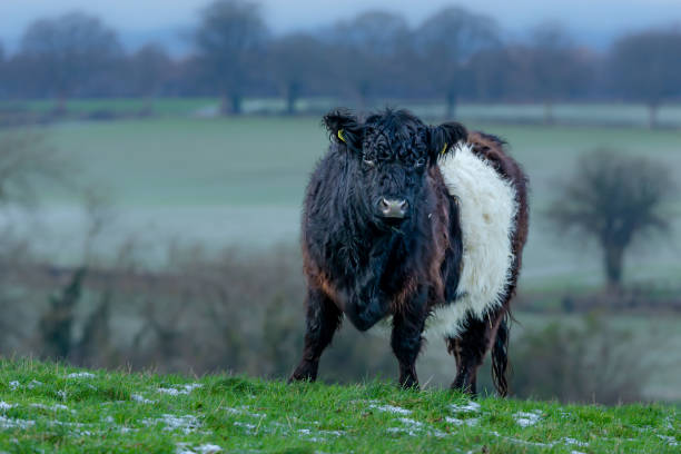 Belted Galloway cow in cold, bleak winter weather,  with distinctive white stripe and shaggy coat. Facing forward, East Yorkshire, UK.