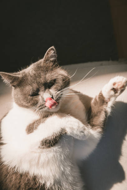 istock Beautyful Persian cat lying on sofa on sunshine 1450014290
