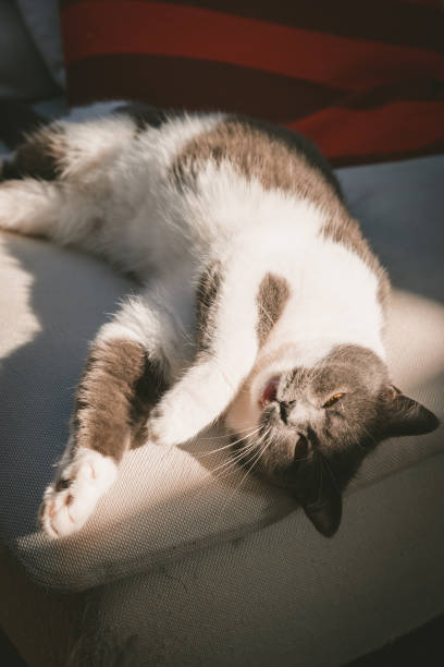 istock Beautyful Persian cat lying on sofa on sunshine 1450014298