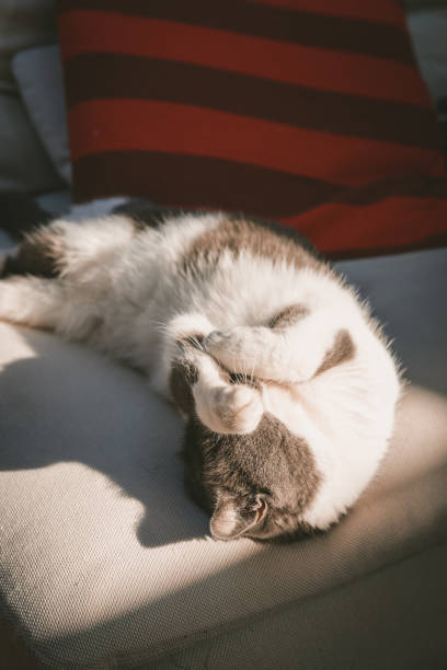 istock Beautyful Persian cat lying on sofa on sunshine 1450014301