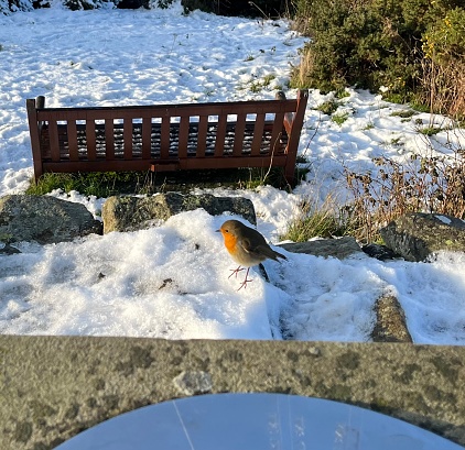 Robin looking for food around Scot’s view in Scottish Borders