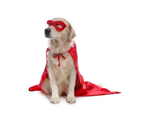 Adorable dog in red superhero cape and mask on white background