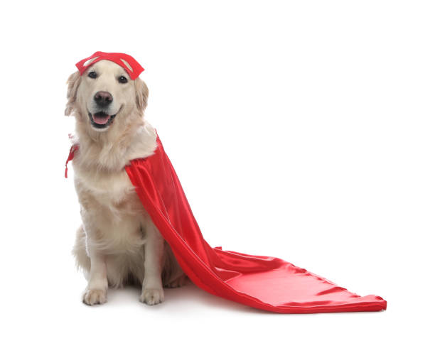 istock Adorable dog in red superhero cape on white background 1450014944