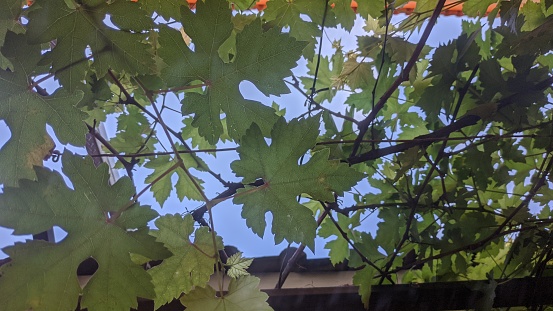 grape leaves creeping on the roof