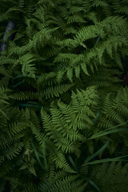 istock Close up texture of a green fern 1450015028