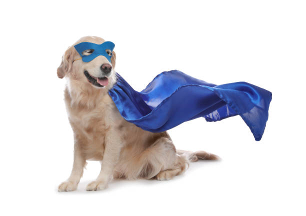 cane adorabile in mantello blu del supereroe e maschera su priorità bassa bianca - cape merry foto e immagini stock