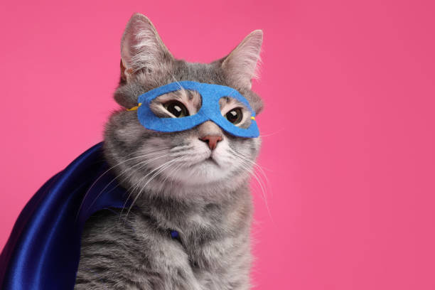 파란색 슈퍼히어로 망토를 입은 사랑스러운 고양이와 분홍색 배경에 마스크, 텍스트를 위한 공간 - blue cat 뉴스 사진 이미지