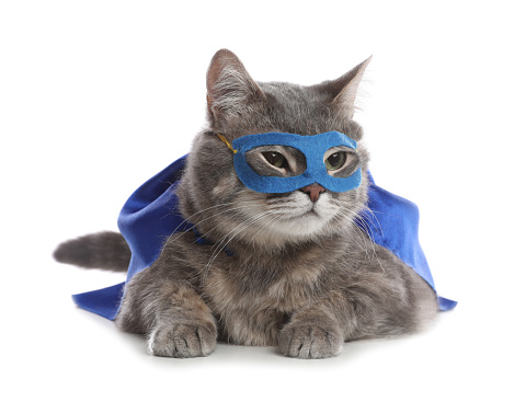 Adorable cat in blue superhero cape and mask on white background