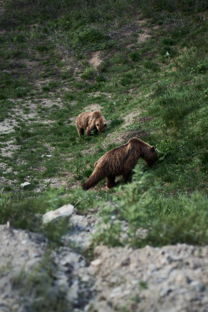 Close up photo of two big brown bears in the wild, Kamchatka stock photo