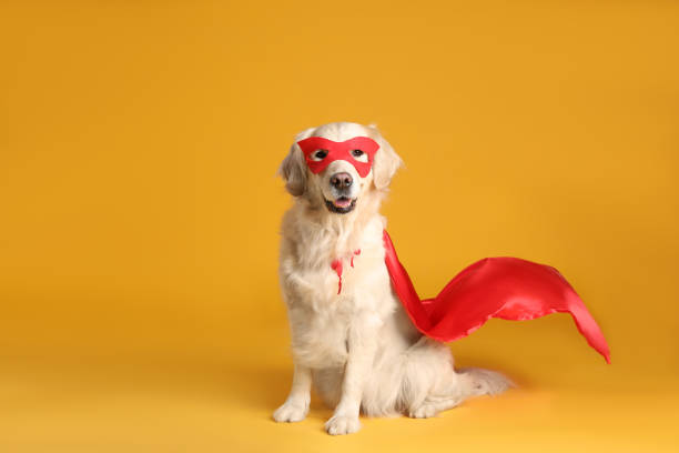 黄色の背景に赤いスーパーヒーローのマントとマスクを着た愛らしい犬
