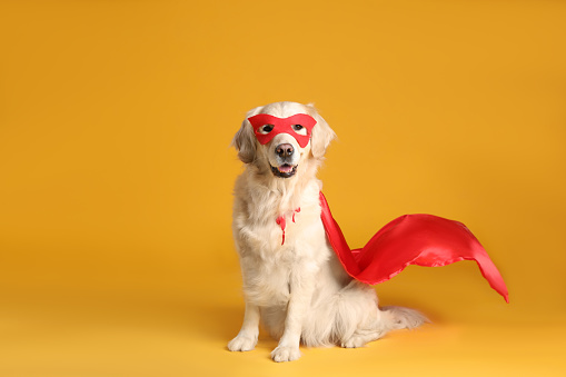 Adorable dog in red superhero cape and mask on yellow background