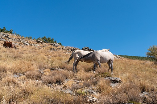 A mare is nursing her foal, the horses are in the Sierra Nevada, there are bushes and grass, there are stones, and the sky is clear.