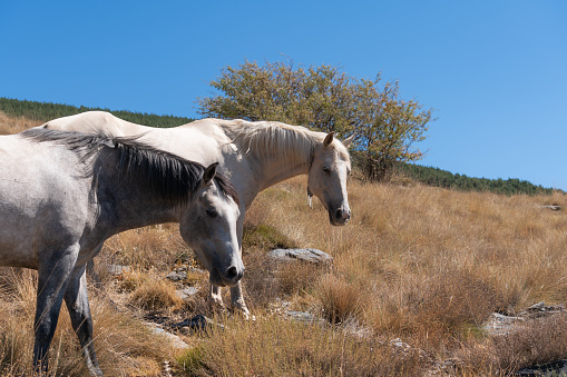 group of horses in Sierra Nevada in the south of Spain, there is grass and trees, there are rocks, the sky is clear