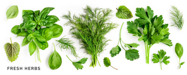 istock Parsley, basil, dill and mint leaves creative layout 1450017131