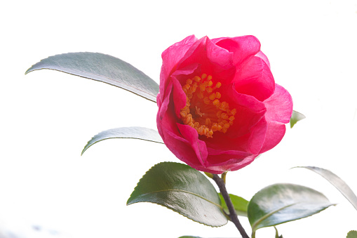 In Japan, this flower is so ubiquitous that it is sung in children's songs.