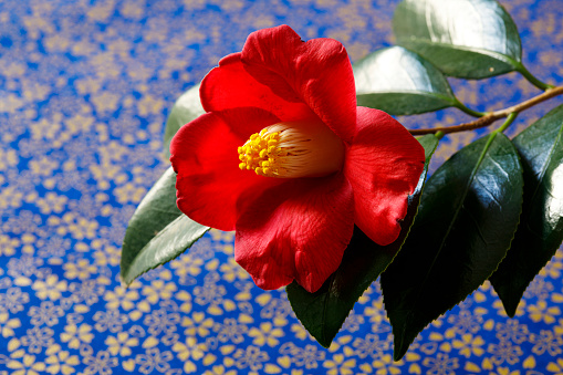 Red camellia blossoms herald early spring