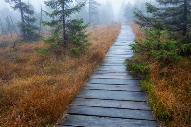 istock Autumn nature on the Jizera mountains in Bohemia 1450017625