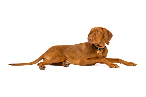 Beautiful hungarian vizsla full length studio portrait. Dog wearing pet collar with name tag looking away from camera isolated over white background.