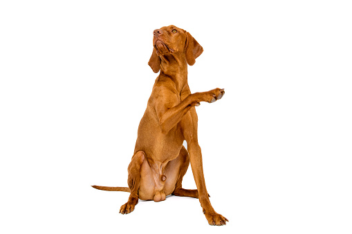 Gorgeous hungarian vizsla dog sitting giving a paw studio portrait. Full body front view hunting dog isolated over white background.