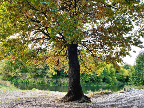 istock beginning of autumn 1450019600