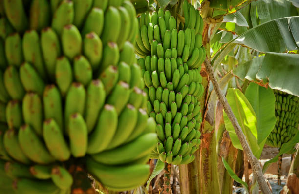 Fresh banana plant growing outdoors in evening sunlight, with a beach and sea in the background