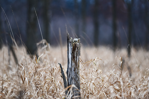 A tall stump poking up through the marsh grass