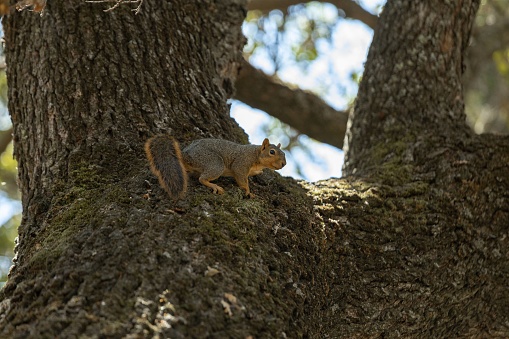 A closeup shot of a cute squirrel sitting on the tree branch