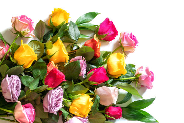 istock Multicolored roses isolated on white background. Background for congratulations on Mother's Day, Birthday or other holiday. 1450019948