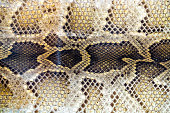 Snake skin texture background