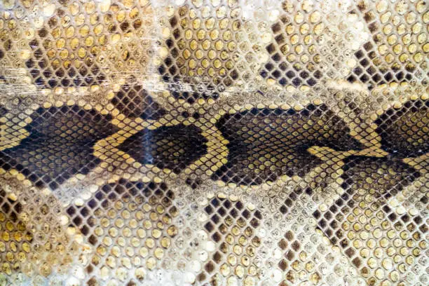 Photo of Snake skin texture background