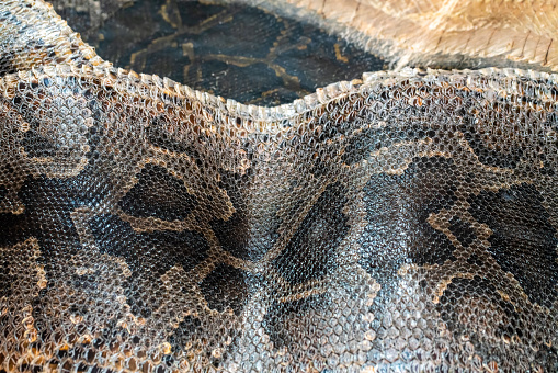 Snake skin texture background