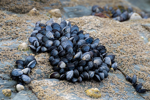 A cluster of mussels on a rock with a few limpets