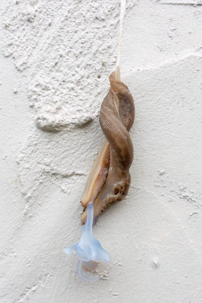 istock Slugs mating against a magnolia colored wall 1450022371