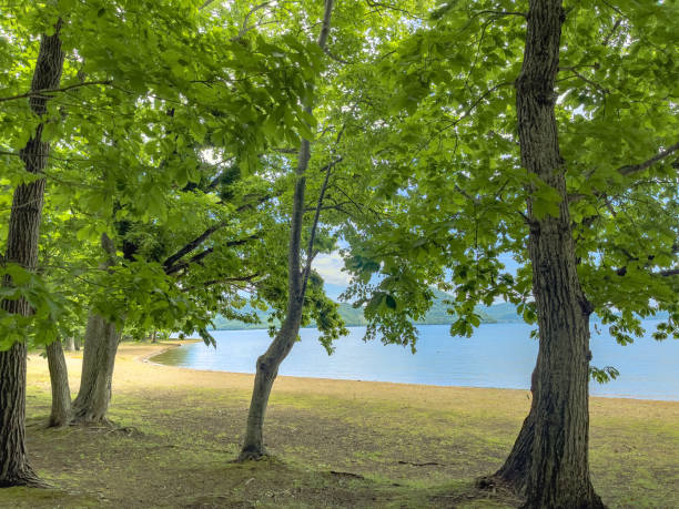 istock Lakeside road and fresh green trees 1450022506