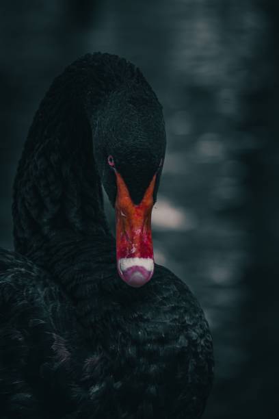 istock Vertical shot of black swan on a river against a blurred background 1450023067