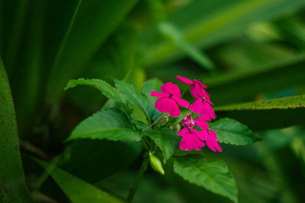 istock Atlantic forest flowers in Ubatuba Sao Paulo 1450023400