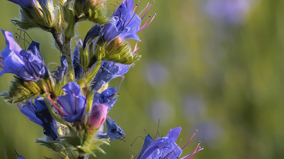 A bee flies near a beautiful blue flower. CREATIVE. A flower with blue petals in a meadow. Insects are on the flower. The wind blows a flower growing in a clearing.