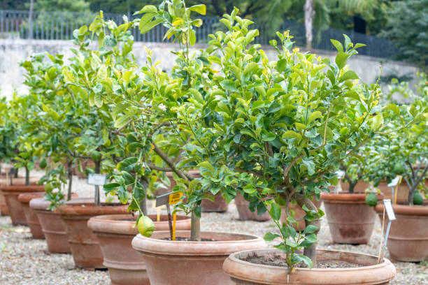 citrus plants at florence in tuscany, italy - plant size foto e immagini stock