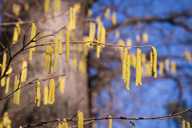 Birch pollen hanging from the tree during spring Birch pollen hanging from the tree during early spring in beautiful light hazel tree stock pictures, royalty-free photos & images