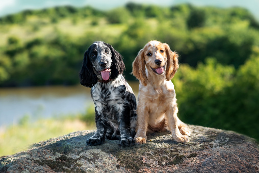 Two charming smiling puppies are sitting on a large stone in the summer on a sunny day on the background of the river. Hunting dogs of Russian Spaniel breed. Selective focus. Soft focus.