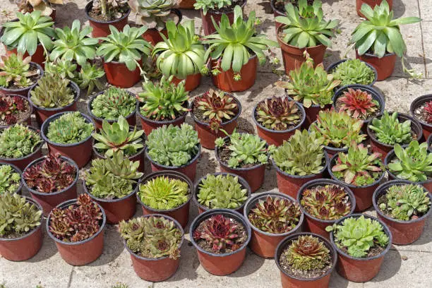 Photo of Succulent cactus plants