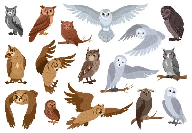 Vector illustration of Cartoon owls, woods birds species. Wildlife feathered animals, wise forest owl birds flat vector illustration set. Owls collection