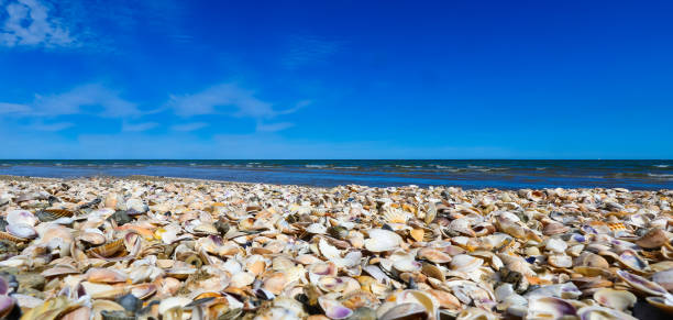istock hundreds of thousands of shells on the seashore 1450028624