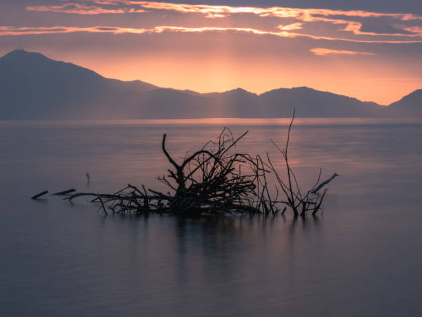 istock Driftwood roots floating on the surface of the lake 1450029087