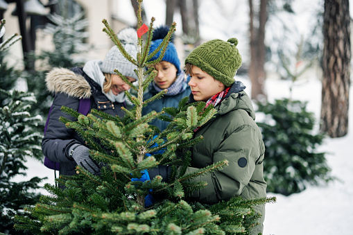 Mother and two teenage boys are buying a Christmas tree for Christmas.\nCanon R5