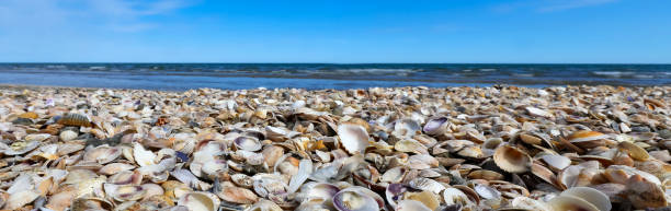 istock hundreds of thousands of shells on the seashore 1450029520