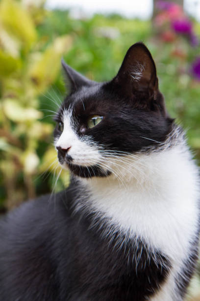 istock Cat in a garden 1450032225