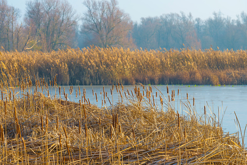 Reed along the edge of a frozen lake under a blue sky in sunlight at sunrise in winter, Almere, Flevoland, The Netherlands, December, 2022